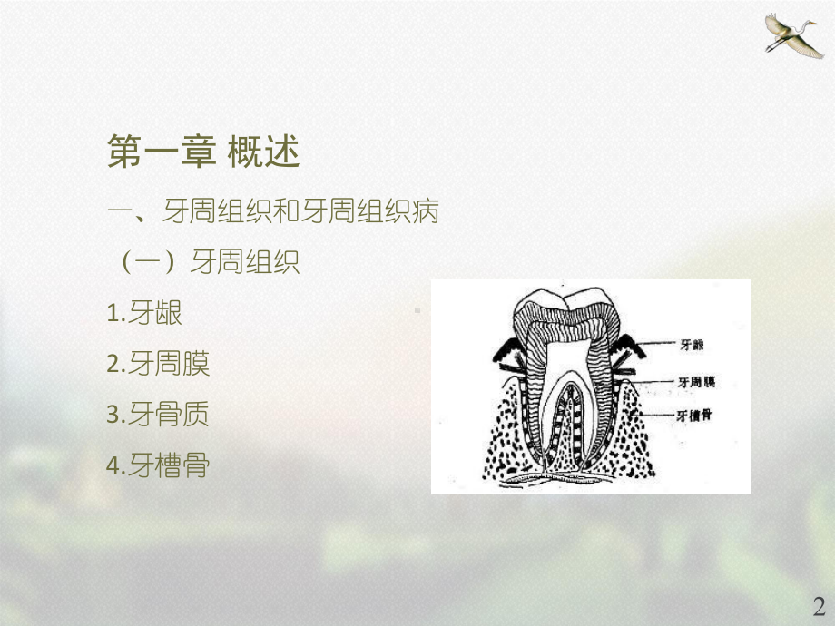 口腔内科学-牙周组织病-课件.ppt_第2页