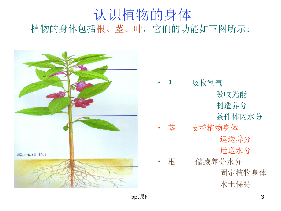 小学三年级科学《植物的根茎叶》-课件.ppt_第3页