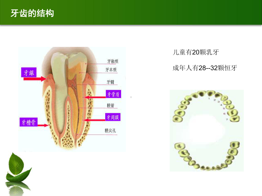 口腔保健知识讲座参考模板范本.ppt_第2页