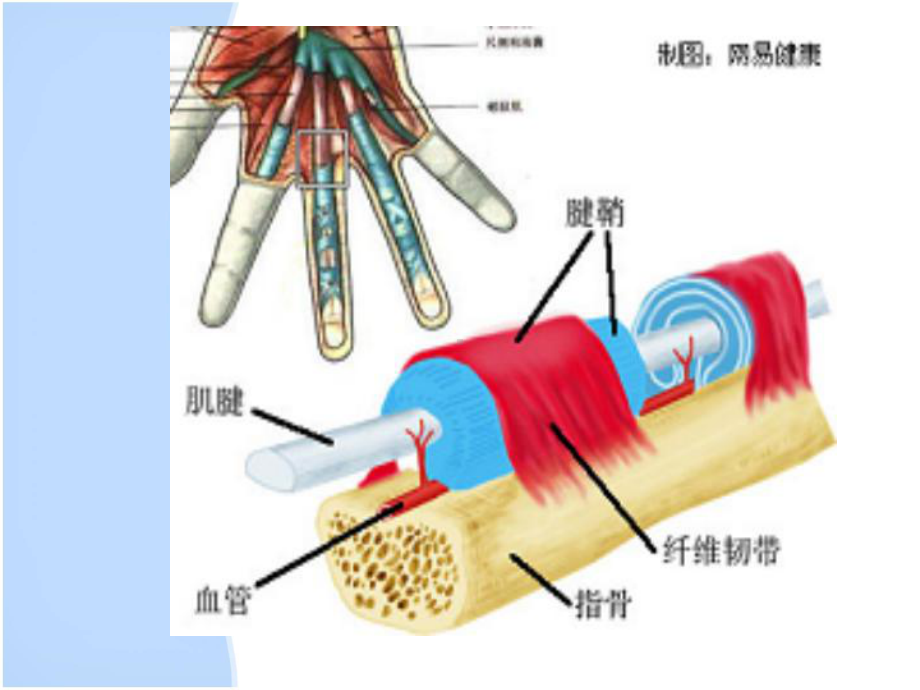 挠骨茎突狭窄性腱鞘炎课件.ppt_第2页