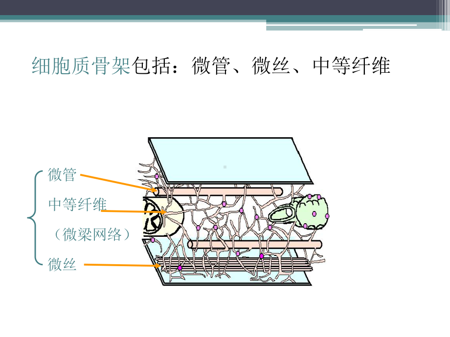 微管蛋白及相关抗肿瘤药物资料课件.ppt_第3页