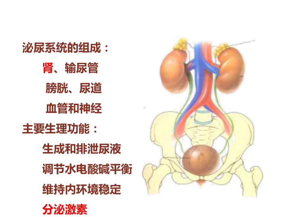 内科护理学-泌尿系统-课件.ppt_第3页