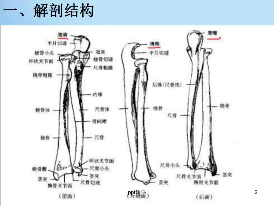 尺桡骨骨折-课件.ppt_第2页