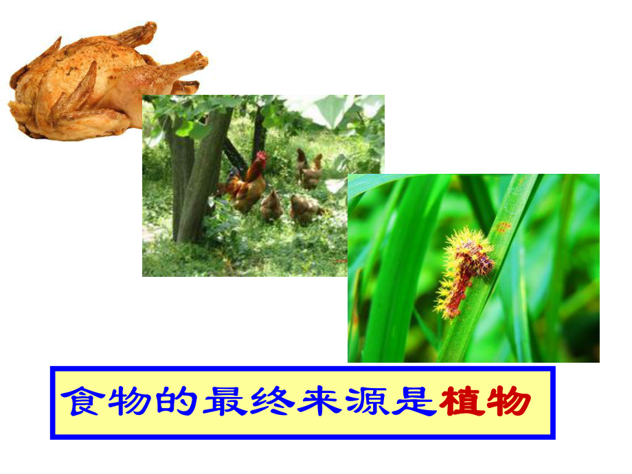 植物与能量 .ppt_第3页