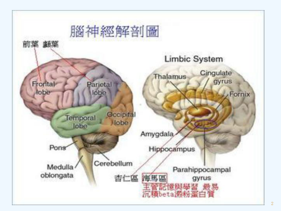 内囊-教学讲解课件.ppt_第2页