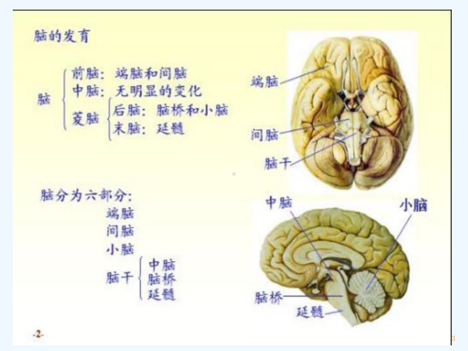 内囊-教学讲解课件.ppt_第3页