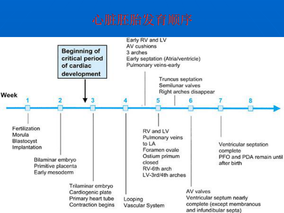 房、室间隔的发育及解剖课件.ppt_第2页