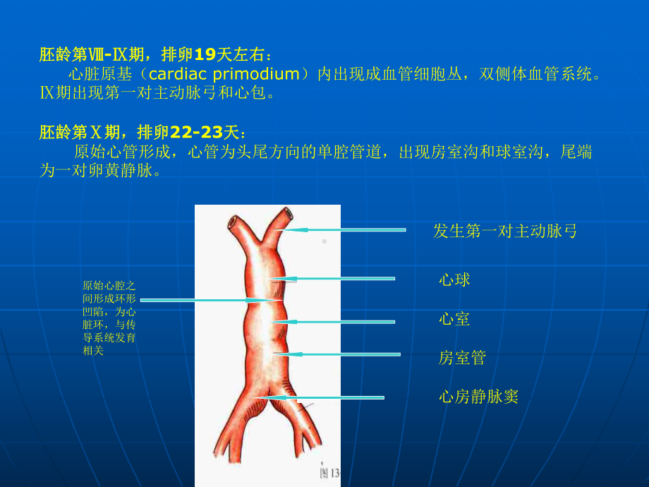 房、室间隔的发育及解剖课件.ppt_第3页