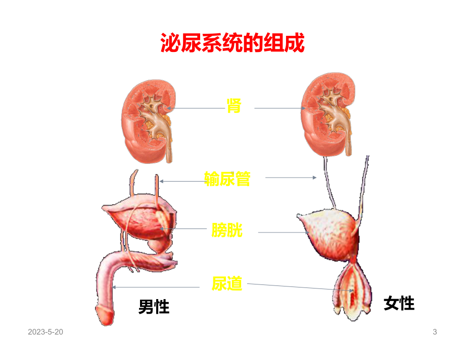 急性肾功能衰竭(同名210)课件.ppt_第3页