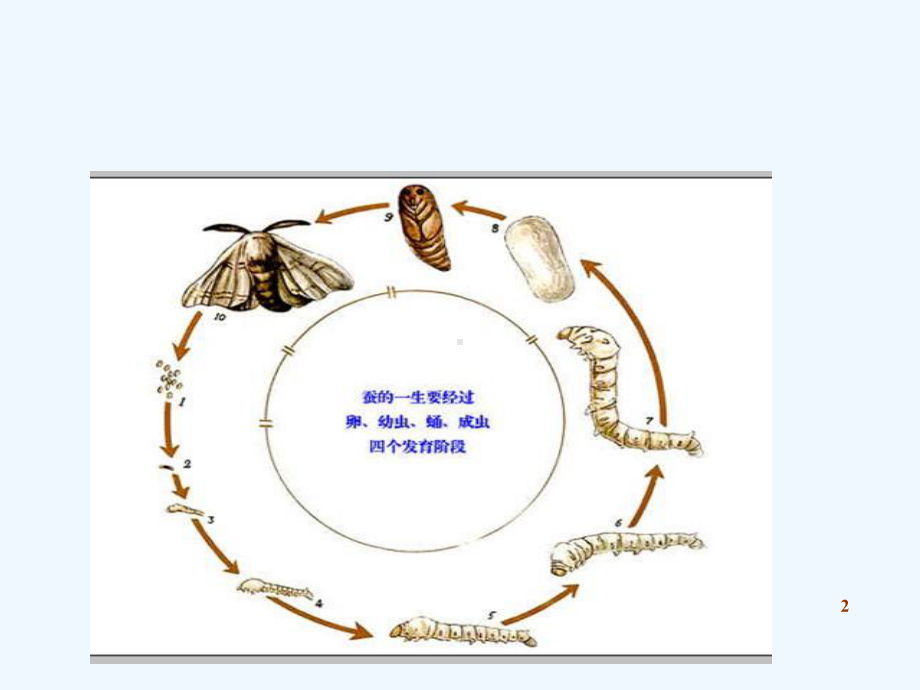 小学科学实验-课件.ppt_第2页