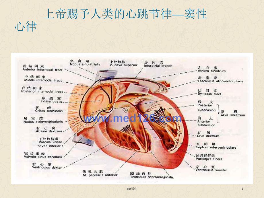 房颤治疗进展-课件.ppt_第2页