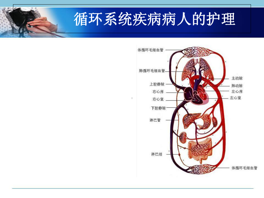 循环系统疾病的护理-课件.ppt_第2页