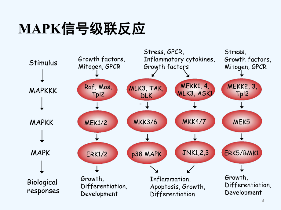 常见信号通路-课件.ppt_第3页