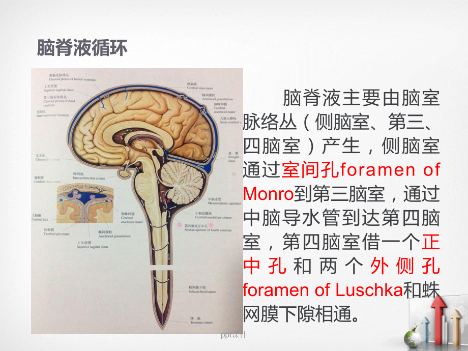 室管膜瘤-课件.ppt_第2页