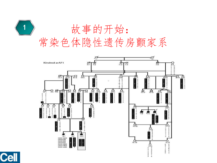 心房颤动机制研究进展-细胞核孔复合物与跨核运输课件.ppt_第2页