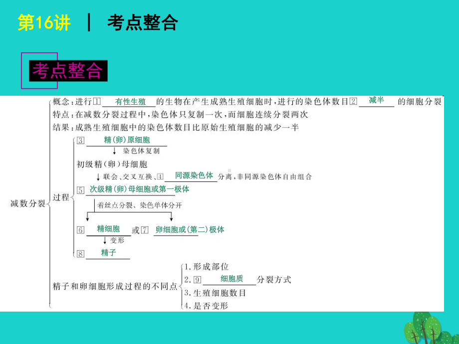 广东省高考生物一轮复习-第16讲-减数分裂和受精课件.ppt_第2页