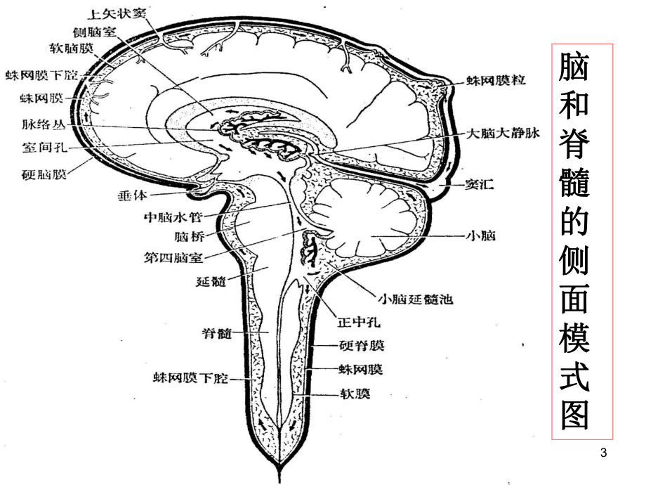 小儿神经系统疾病课件(同名121).ppt_第3页