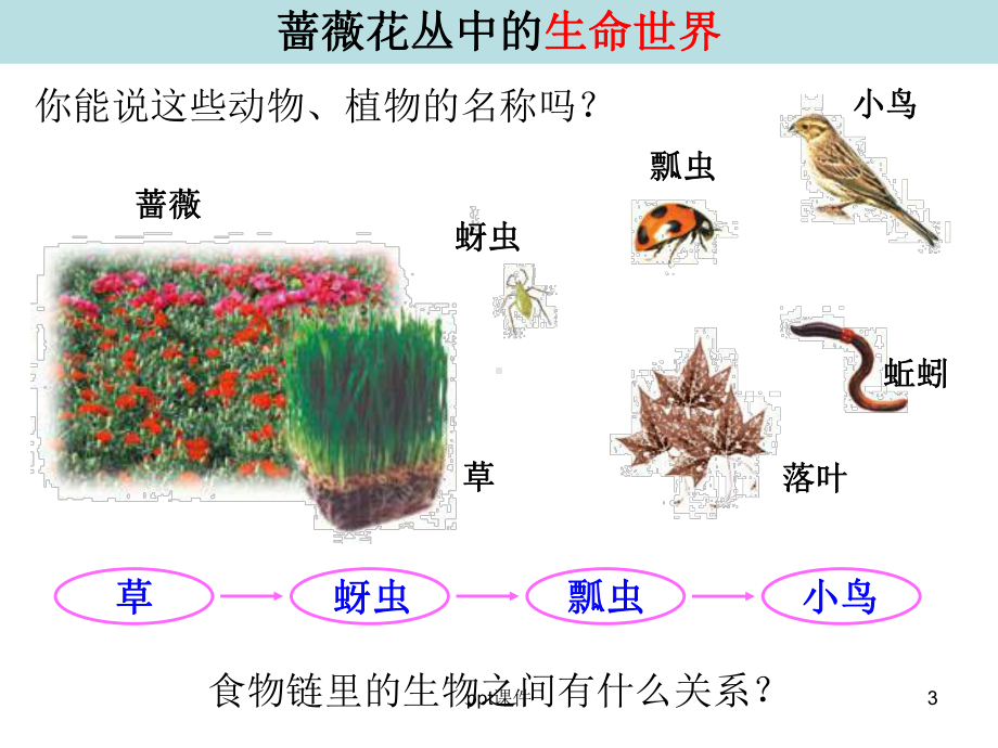 教科版五年级科学上册食物链和食物网-课件.ppt_第3页