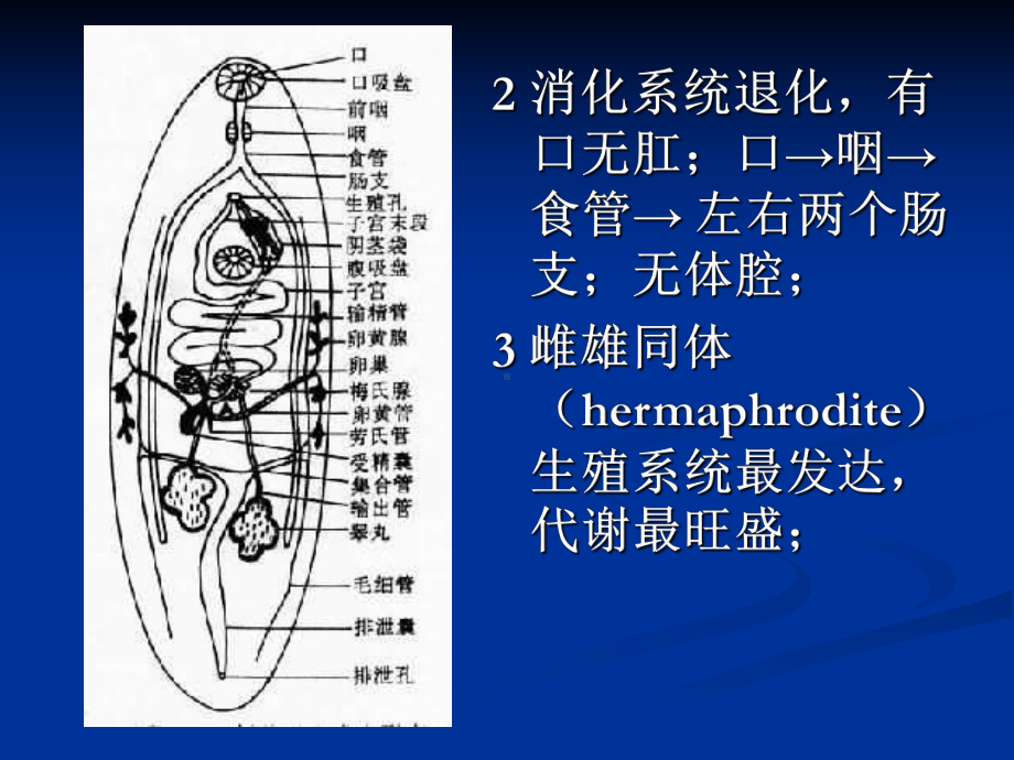 布氏姜片吸虫、猪、牛带绦虫课件.ppt_第3页