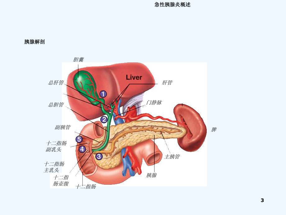 急性胰腺炎(同名211)课件.ppt_第3页