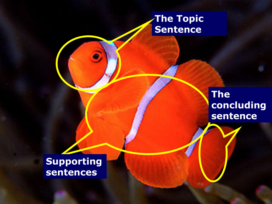 教你怎么写-topic-sentence课课件.ppt_第3页