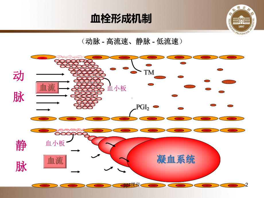 抗凝药物合理应用（临床药学科）-课件.ppt_第2页