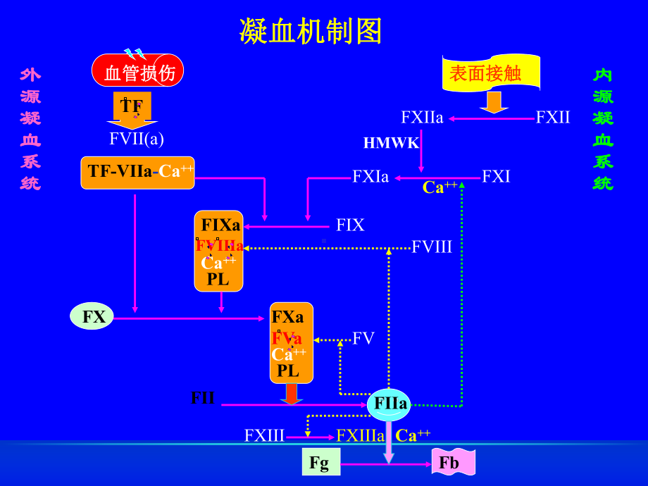 凝血异常结果分析-课件.ppt_第2页