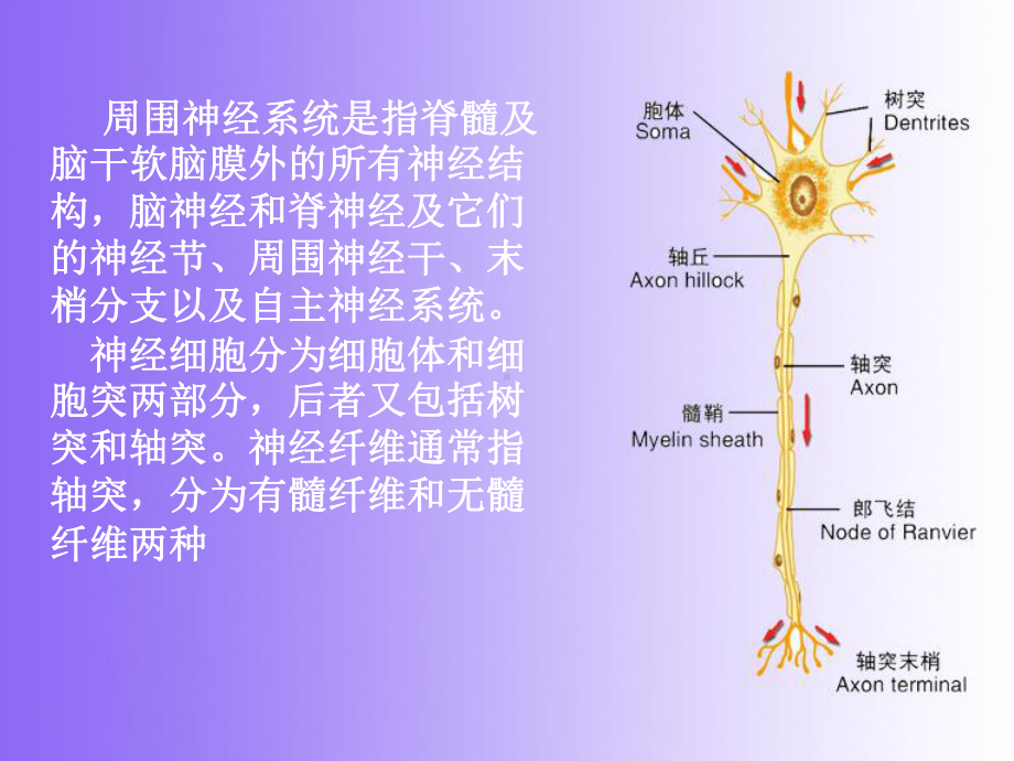 急性炎症性脱髓鞘性多发性神经病-课件.ppt_第2页