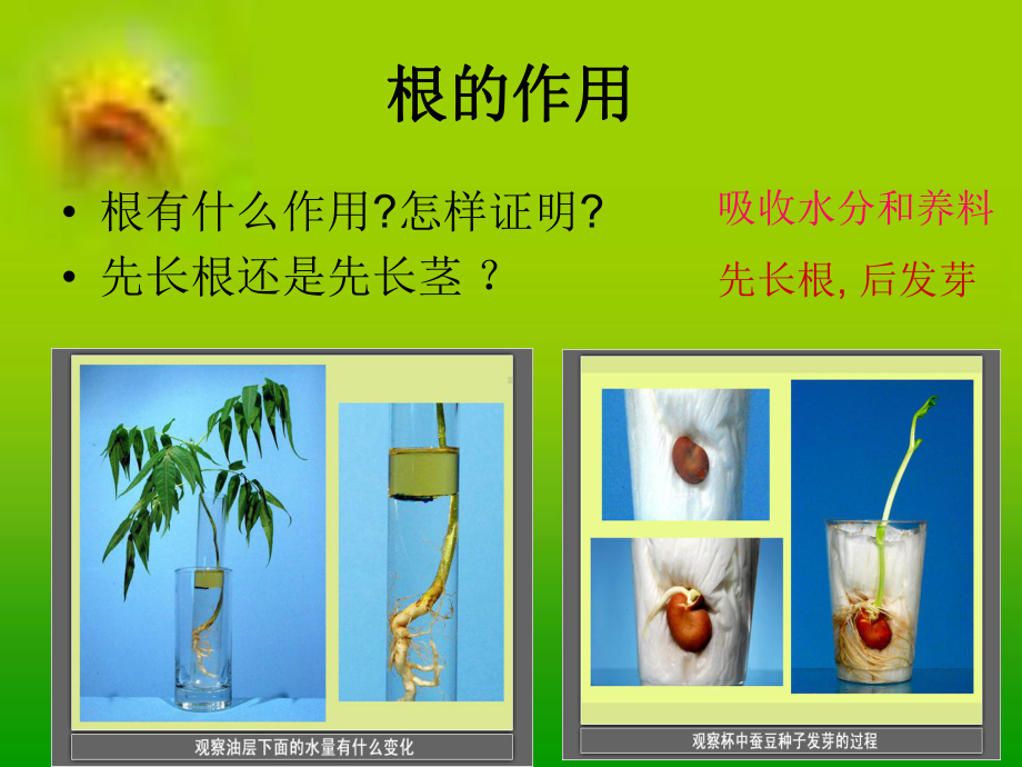 小学科学三年级上册素材图片课件.ppt_第3页