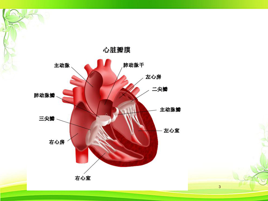 心脏瓣膜置换术后的护理-课件.ppt_第3页