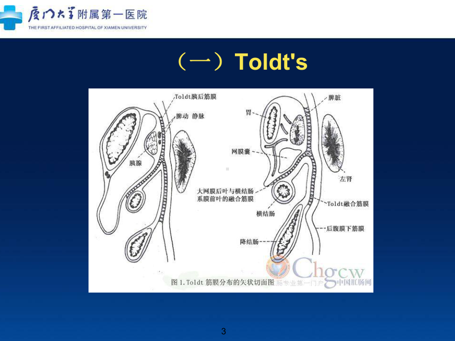 左半结肠的微创解剖及临床意义课件.ppt_第3页