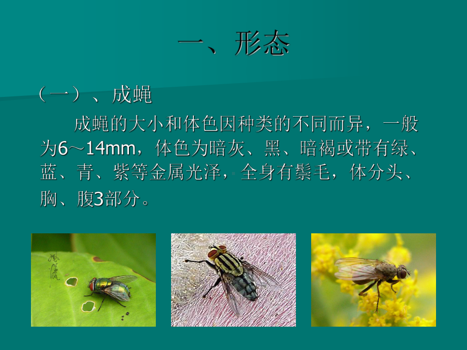 常见蝇类的鉴别课件.ppt_第3页