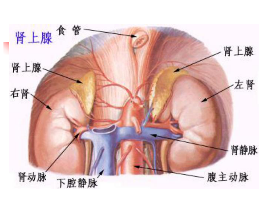 库欣综合征课件(同名554).ppt_第2页