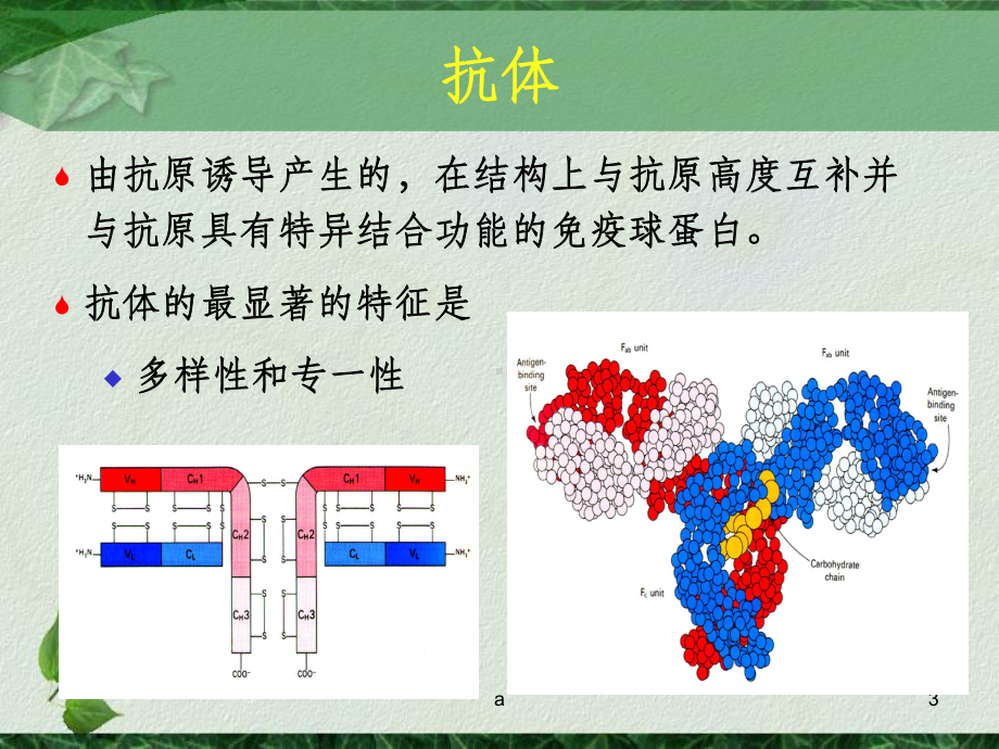 抗体酶教学讲解课件.ppt_第3页