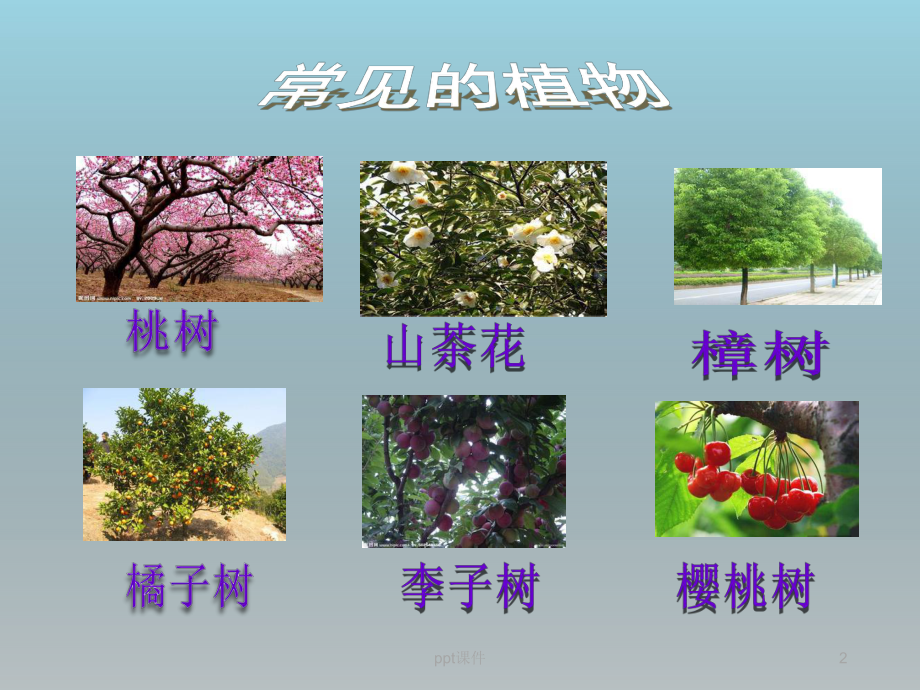 教科版一年级科学上册一2观察一棵植物课件.ppt_第2页