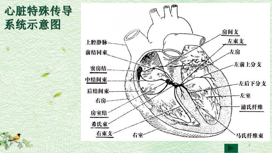 心电图读图五步法课件.ppt_第2页