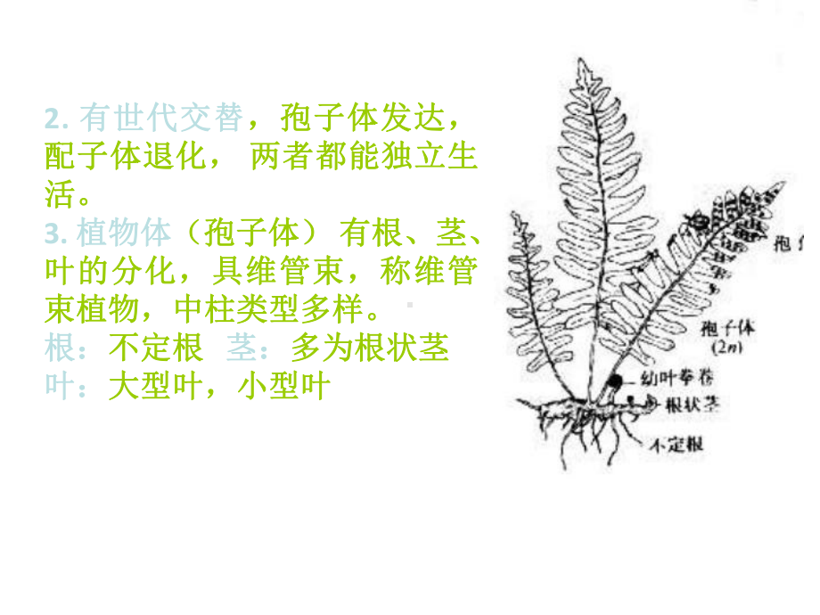 植物学蕨类植物课件.ppt_第2页