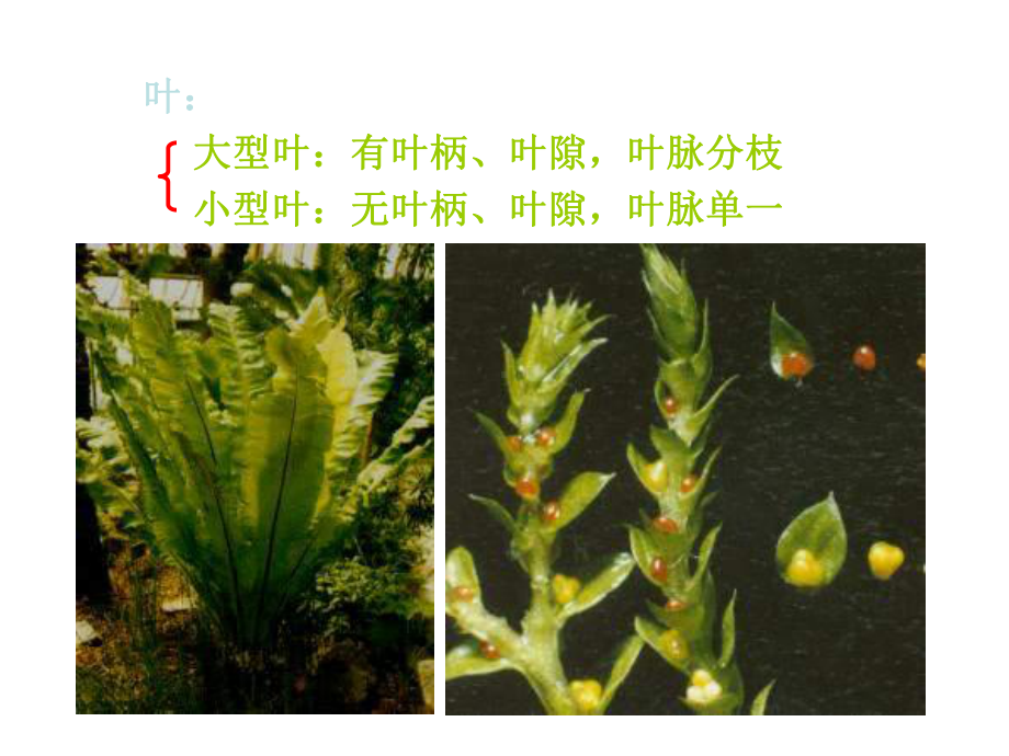 植物学蕨类植物课件.ppt_第3页