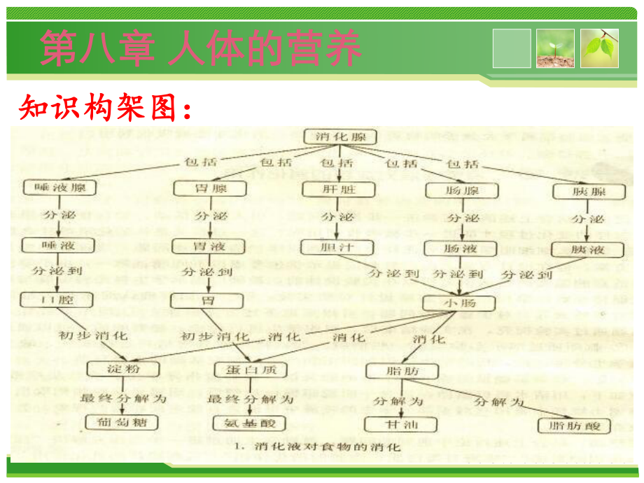 北师大版七年级生物下册期中考前复习(课件).ppt_第3页