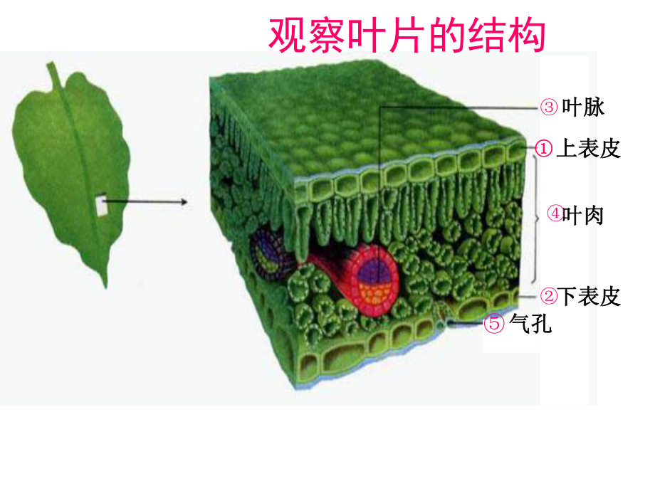 济南版生物七年级上册绿色植物的光合作用课件.ppt_第2页