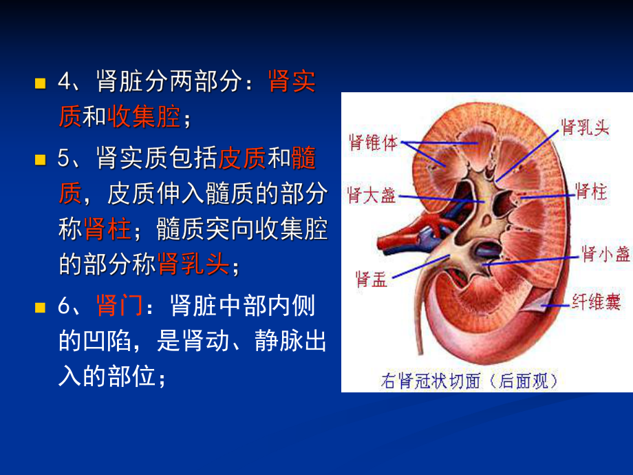 影像解剖-肾脏分析课件.ppt_第2页