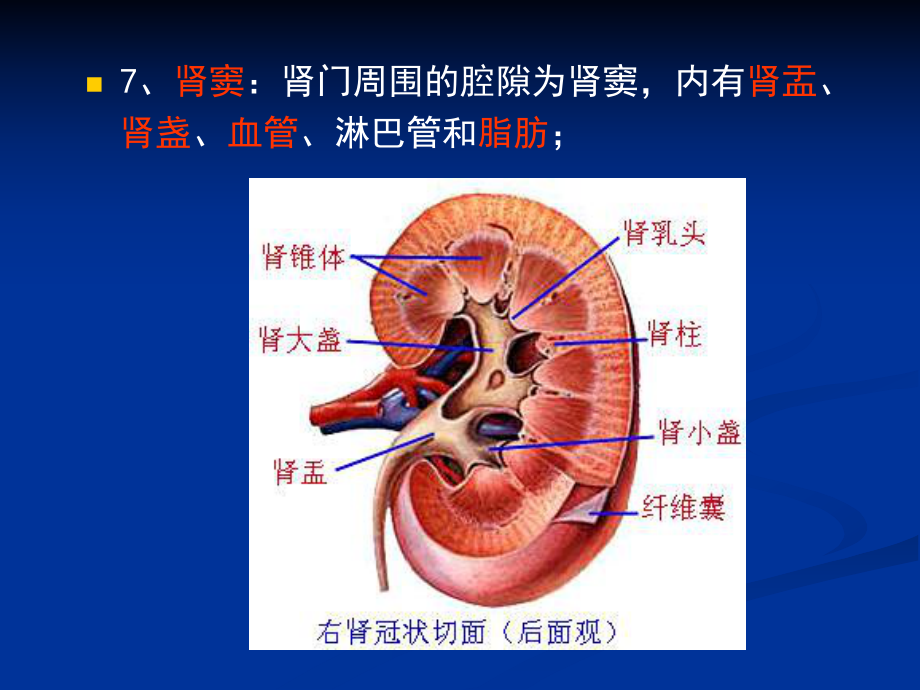 影像解剖-肾脏分析课件.ppt_第3页