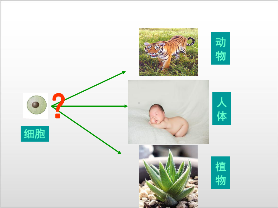 新人教版生物《动物体的结构层次》完整版1课件.ppt_第2页