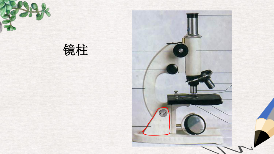 新人教版七年级生物上册第二单元第一章第一节练习使用显微镜课件1.ppt_第3页