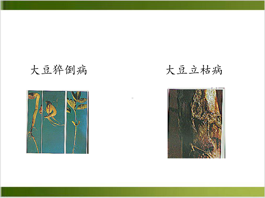 植物的抗病性实用课件.ppt_第3页