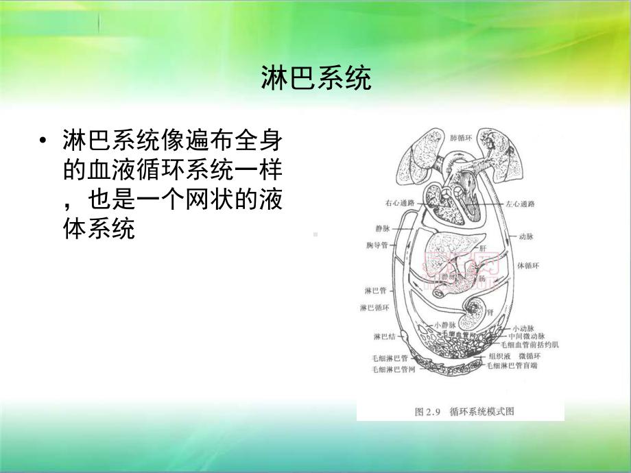 淋巴系统课件.ppt_第2页