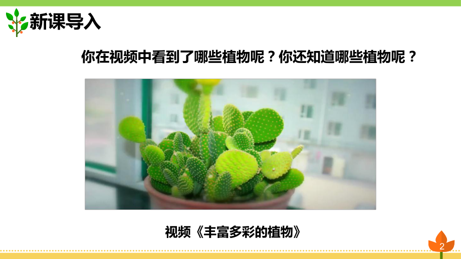 最新人教版科学六年级上册《植物的器官和营养》优质课件.pptx_第2页