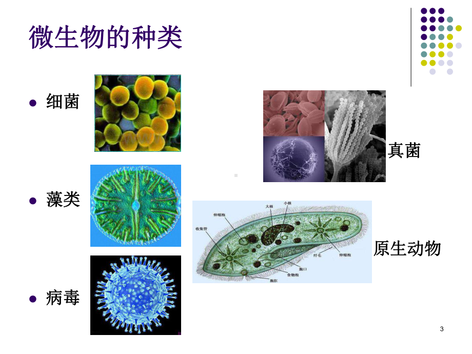 有趣的微生物课件.ppt_第3页