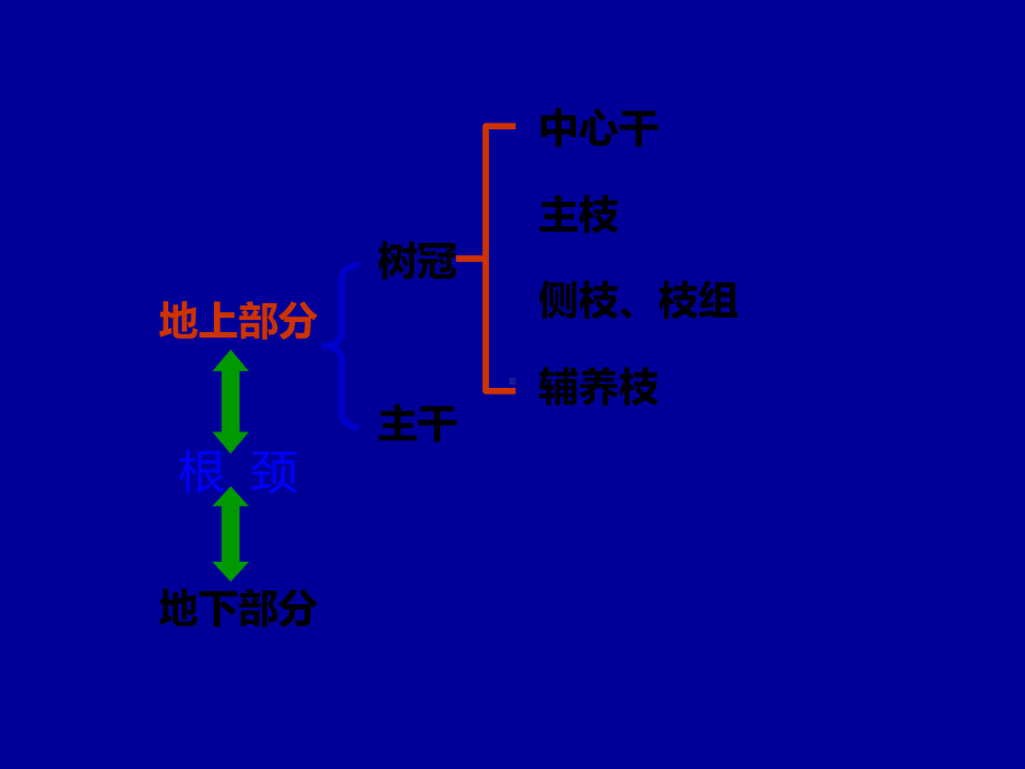 果树栽培学-第二章果树基本结构课件.ppt_第3页