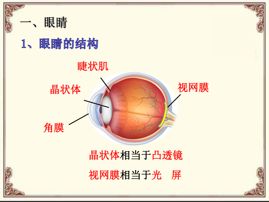 教科版八年级上册物理：6-神奇的眼睛课件.ppt_第3页